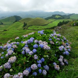 Sao Miguel Island Tour